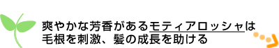 �u�₩�ȖF�������郂�e�B�A���b�V���͖э����h���A���̐�����������