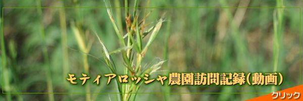 モティアロッシャ農園訪問記