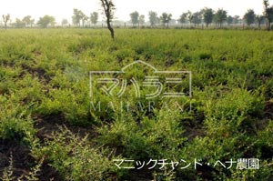 樹齢百年のヘナの木