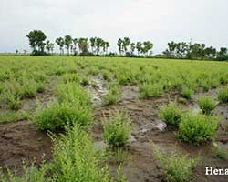 ヘナ畑は大雨で水浸し