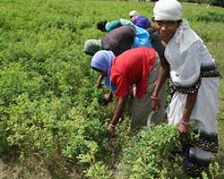 インディゴ(木藍)を収穫する地元の女性
