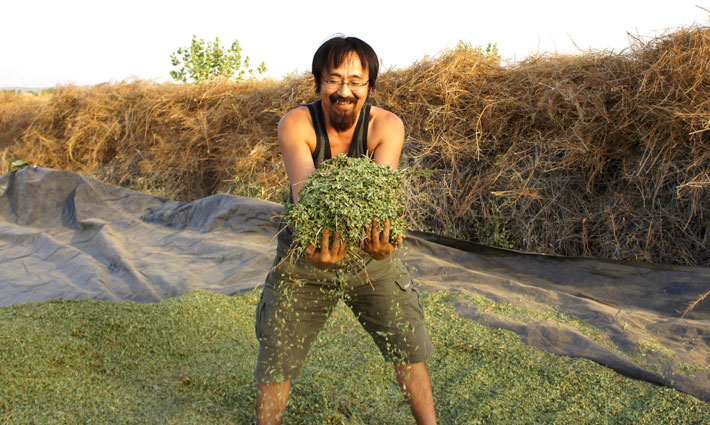インドソジャットのヘナ農園での収穫
