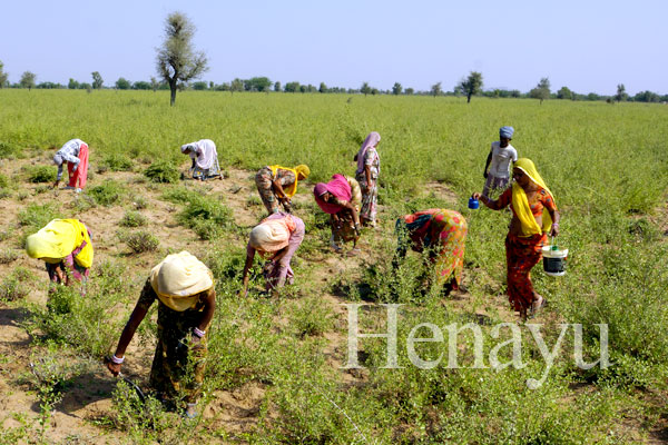 ヘナ収穫の主役はラジャスタンの女性たち
