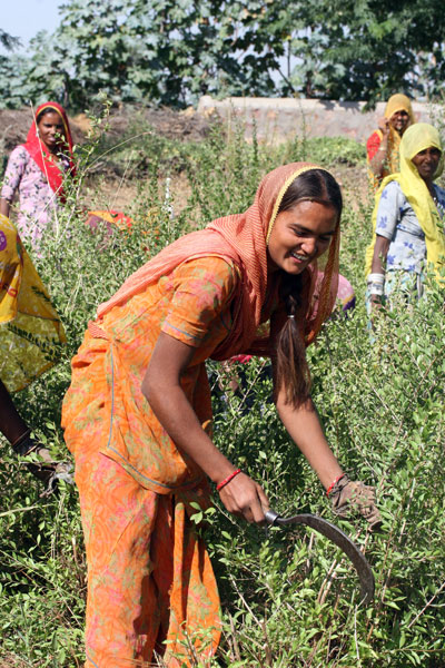 ヘナを収穫する女性