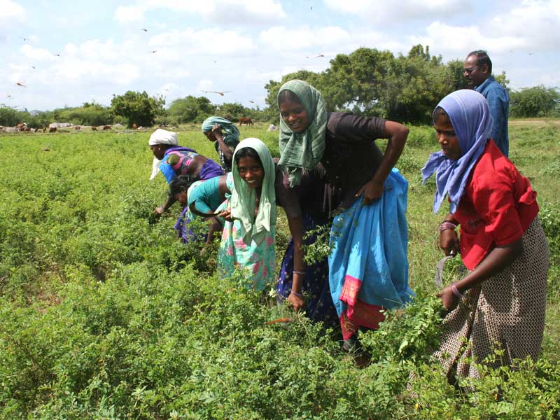 インディゴ(木藍)を収穫する地元の女性たち