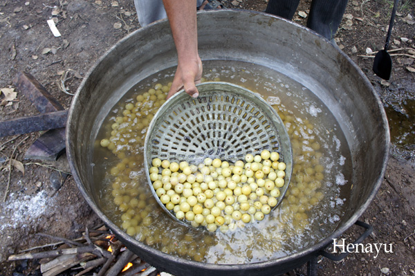  アムラの収穫と製造方法『アムラの実の釜炊き』