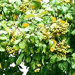 リタソープナッツの木