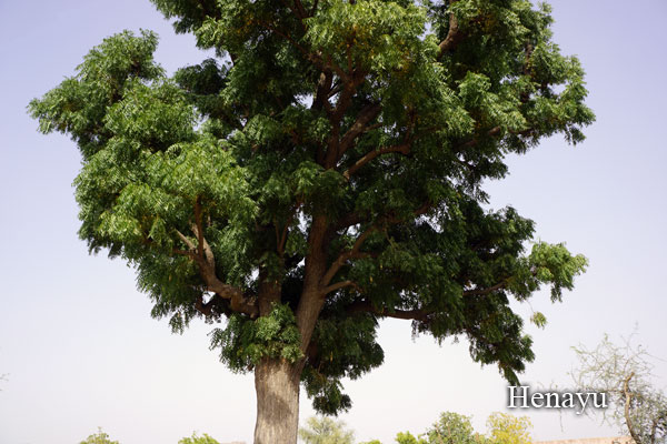 ニームの巨木……樹齢は、うーーん、数十年は軽くある