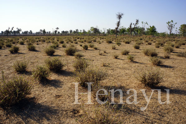 ヘナ畑……一見、丸裸にも見えなくない