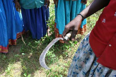 インディゴ(木藍)を収穫する地元の女性たち