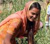 ヘナを収穫する女性
