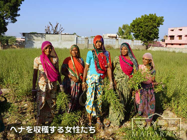 ヘナを収穫する女性たち